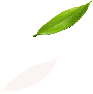 leaf 1 1 1